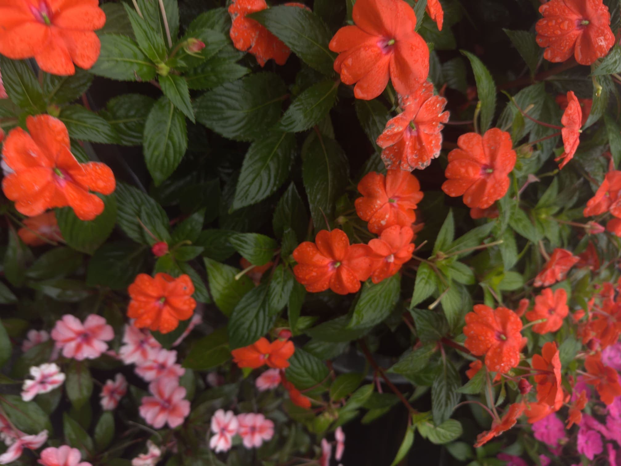 Spring 3